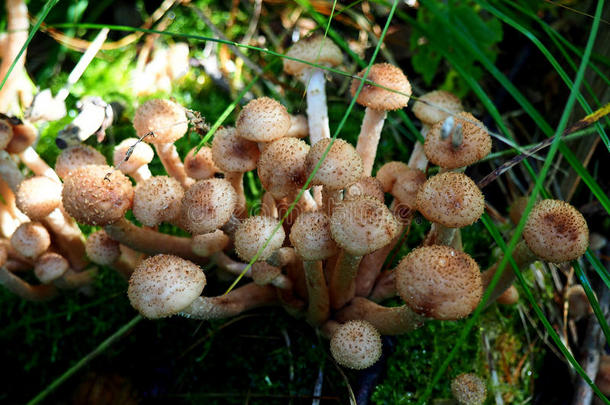 一群生长在森林里的年轻蜂蜜蘑菇