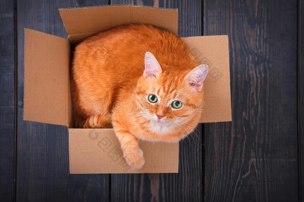 可爱的红猫在纸板箱里。