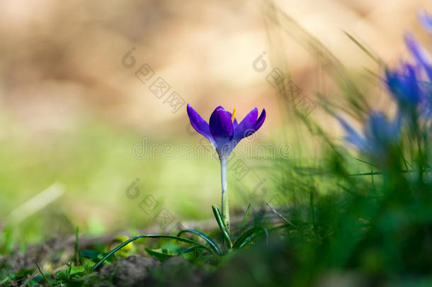 第一批春花-紫色番红花在外面开花