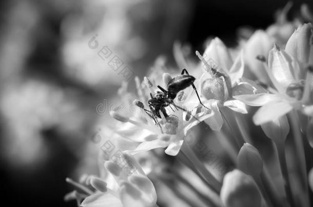 蚂蚁在花上靠近
