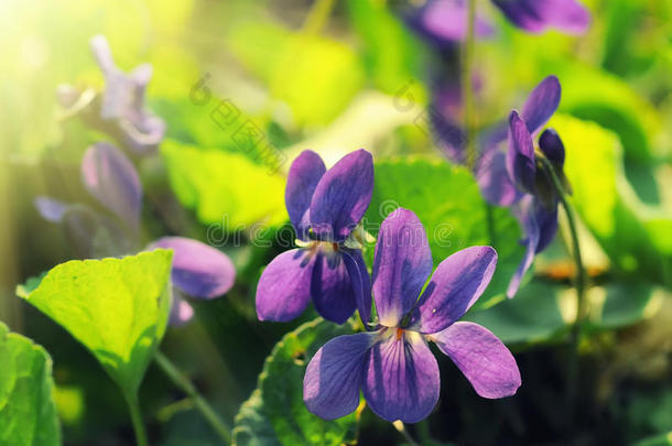 春天草地上美丽的野生紫色花朵