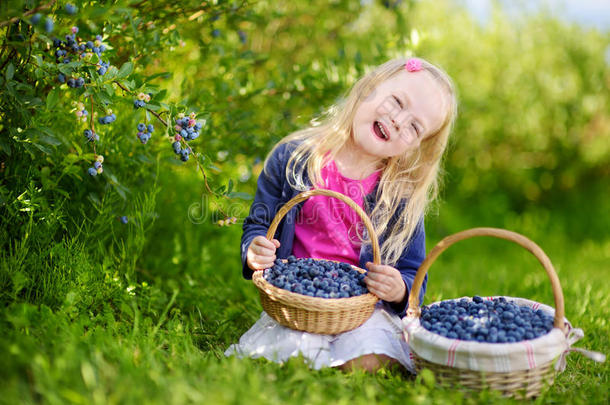 可爱的小女孩在温暖的夏天在有机蓝莓农场采摘新鲜浆果