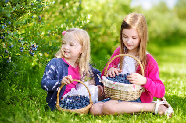 可爱的小妹妹在温暖的夏天在有机蓝莓农场采摘新鲜浆果
