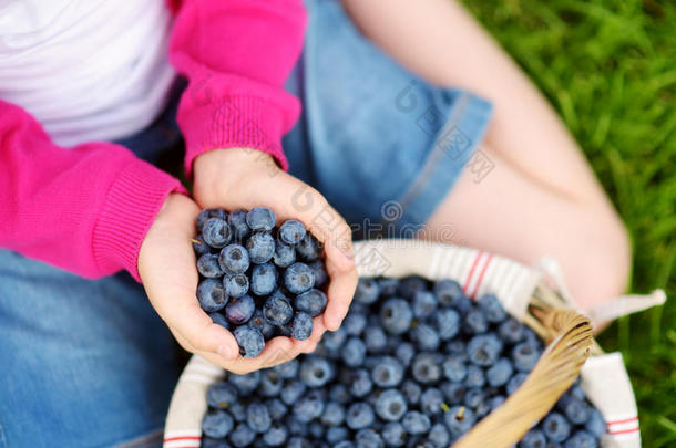 在蓝莓农场采摘的新鲜蓝莓的孩子手的特写