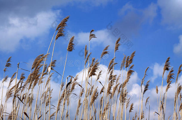 干芦苇在蓝天和白云的背景下摇曳。