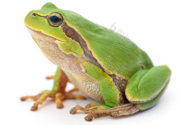 孤立的绿色青蛙。