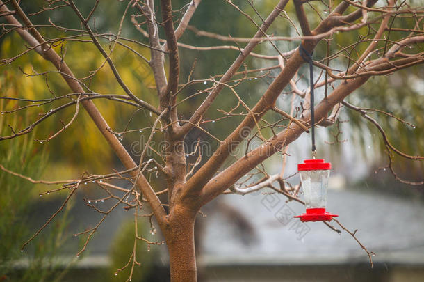 雨天带蜂鸟喂食器的裸树