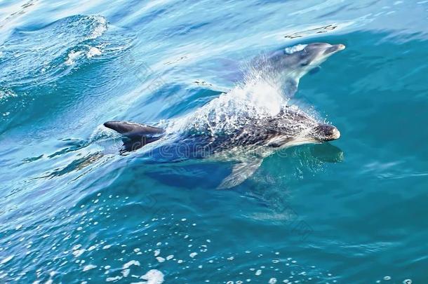 海豚在海里游泳