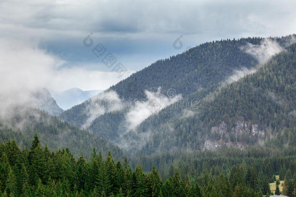 森林的山坡在云层中，常绿针叶树笼罩在薄雾中。 风景优美的景观景观景观。 斯洛伐克，NizkeTatry