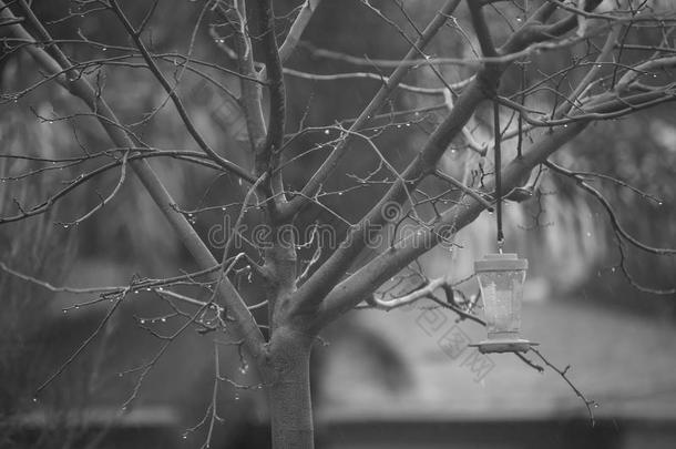 雨天带蜂鸟喂食器的裸树，黑白相间