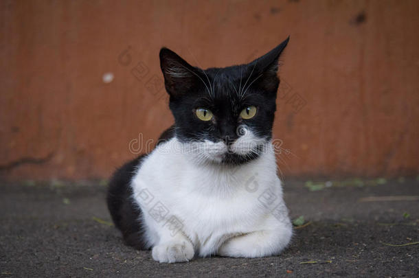 黑<strong>白猫</strong>躺在街上，看着相机