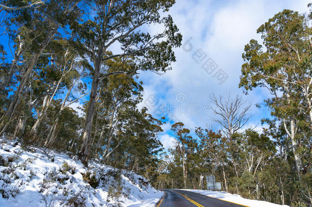 澳大利亚道路被积雪覆盖，两侧有绿色桉树