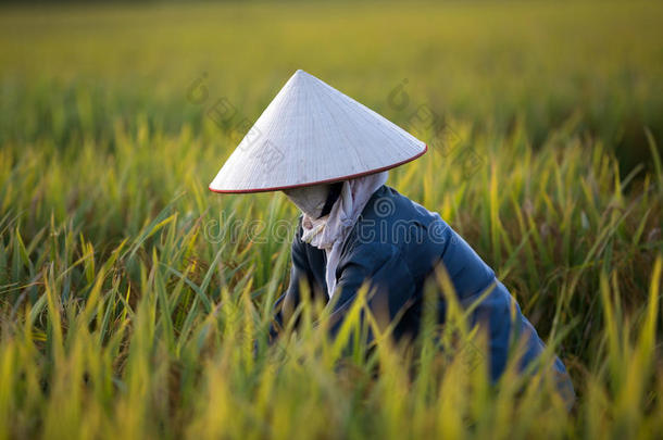 一群身份不明的农民正在<strong>收割水稻</strong>