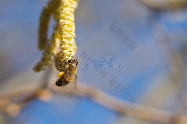 榛树上的蜜蜂