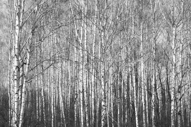 桦树林，黑白照片