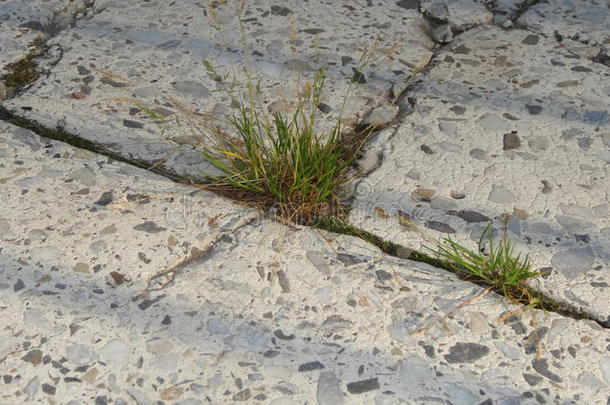 在花园瓷砖之间的裂缝中生长的草
