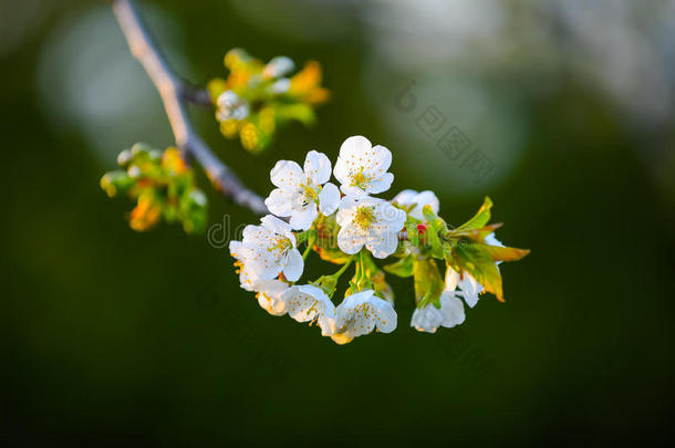 <strong>灰色背景</strong>上有白色<strong>花朵</strong>的樱桃树枝。