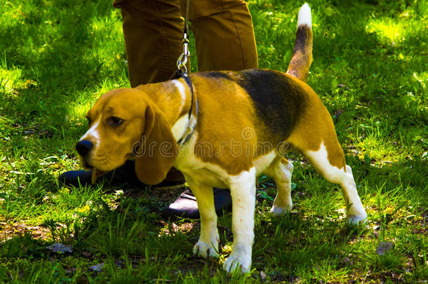 小狗比格尔。 小猎犬小狗坐在绿色的草地上