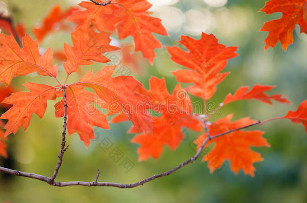 公园里秋天的风景美丽的红枫树叶。景深浅，焦点柔和。
