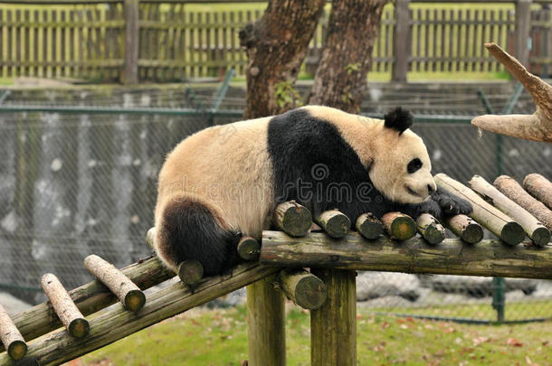 睡觉的熊猫