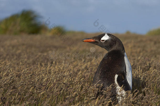金杜企鹅-福克兰群岛