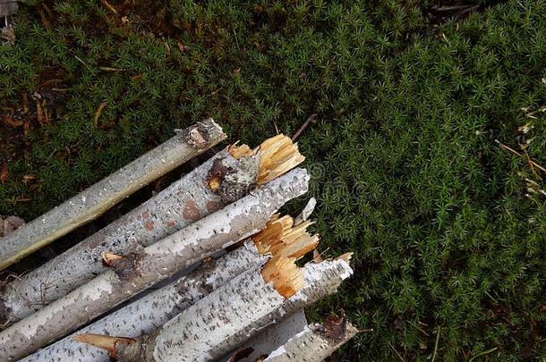 苔藓上的桦树折断的树枝