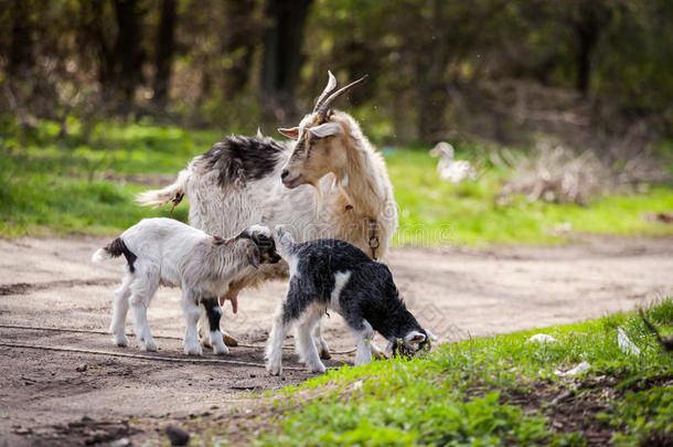 山羊和孩子一起在森林里，小山羊，山羊放牧