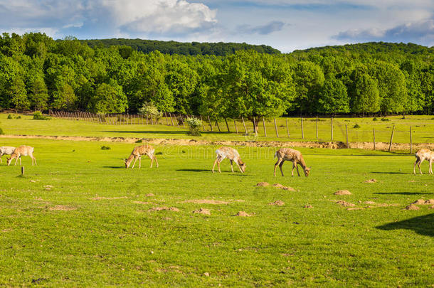 鹿群在绿色的田野里放牧，超越了