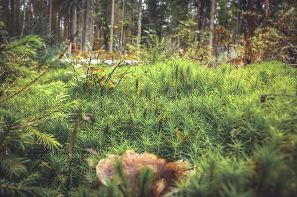 云杉林<strong>背景</strong>中的绿色苔藓草和蘑菇