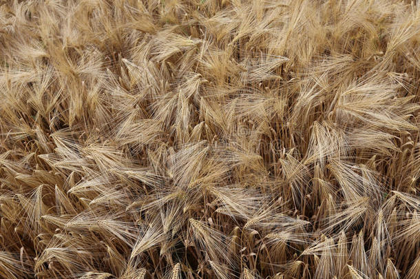 田间小麦成熟穗的背景