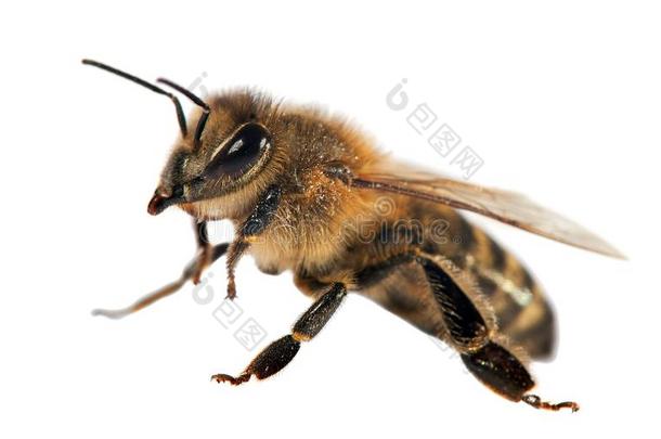 蜜蜂或蜜蜂的细节，蜜蜂