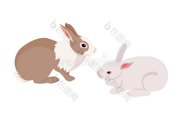 扁平的棕色和白色的兔子。