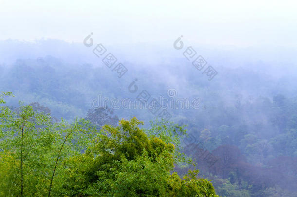 绿树森林清新，雨后有雾