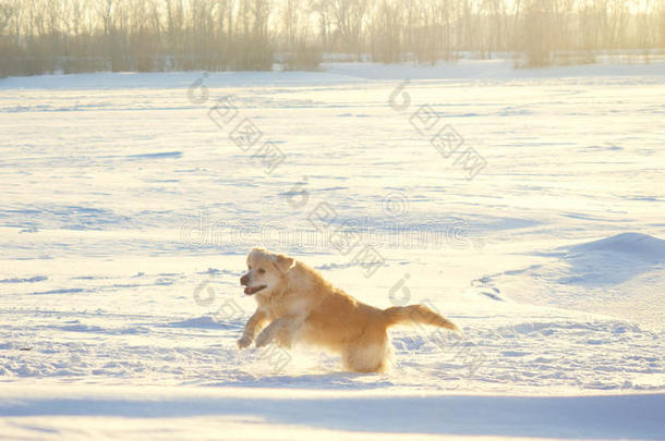 金毛猎犬在阳光明媚的日子里享受冬天在雪地里跳跃的乐趣