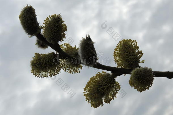 阴部的树枝-带着黄色的花蕾与云朵对抗天空