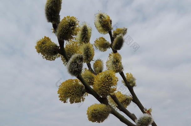 阴部的树枝-带着黄色的花蕾与云朵对抗天空