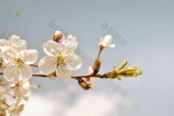 复古色调的樱花。 春天的花朵背景。 蓝天上樱花盛开的树