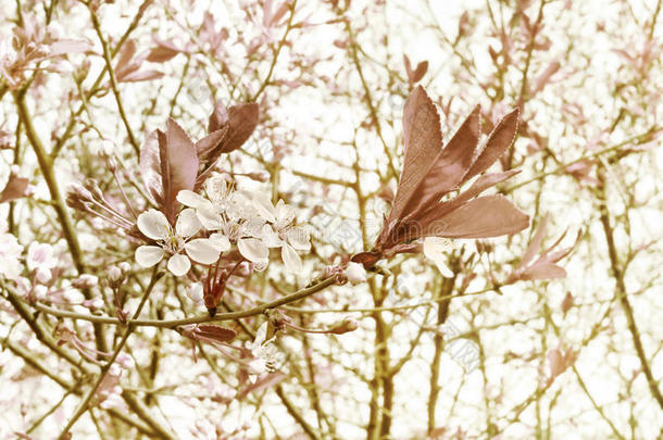 复古色调的樱花。 春天的花朵背景。 蓝天上樱花盛开的树