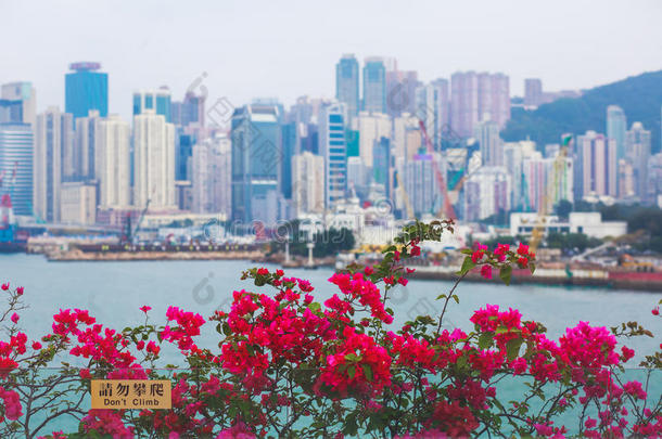 美丽的超广角夏季鸟瞰香港岛天际线，维多利亚湾港，摩天大楼，蓝天