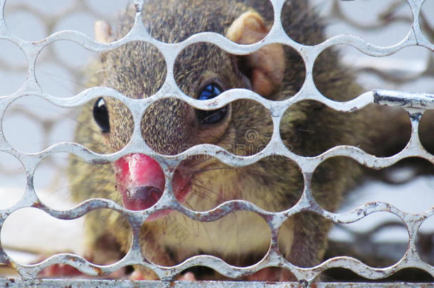 一只小松鼠被困在笼子里，鼻部受伤。