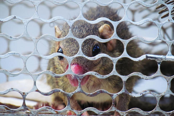 一只小松鼠被困在笼子里，<strong>鼻部</strong>受伤。