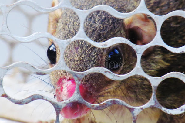 一只小松鼠被困在笼子里，鼻部受伤。