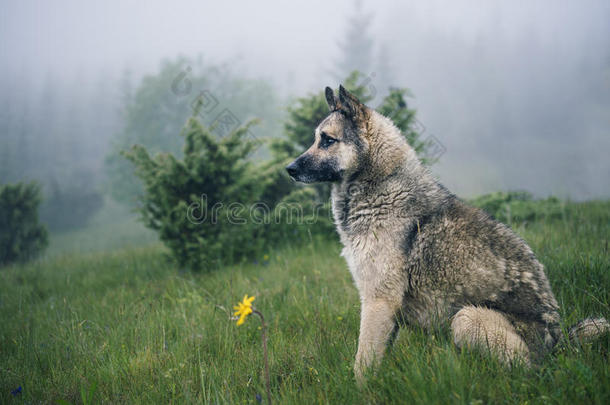 狗坐在森林里雾中的<strong>绿草草</strong>地上，向远处望去。 雾蒙蒙的<strong>夏日</strong>。