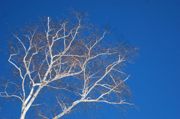 明亮的白色桦树映衬着深蓝色的冬末天空