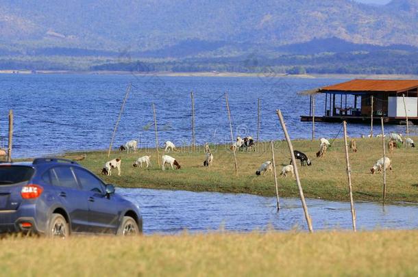 穿过汽车<strong>在田野上</strong>与山羊和湖泊背景。