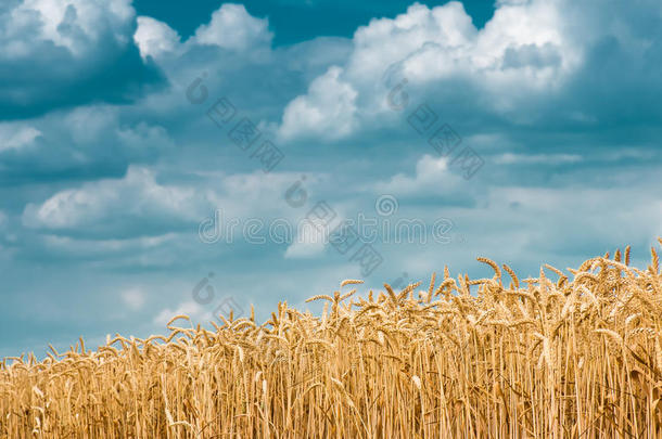 金色的麦穗映衬着蓝天
