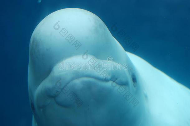 一只白鲸在水下游泳的令人惊奇的笑容