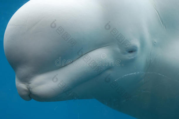 白鲸在水下闭着眼睛