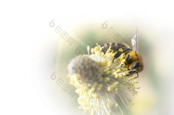 在阳光明媚的日子里，蜜蜂在春天授粉一种花卉植物。