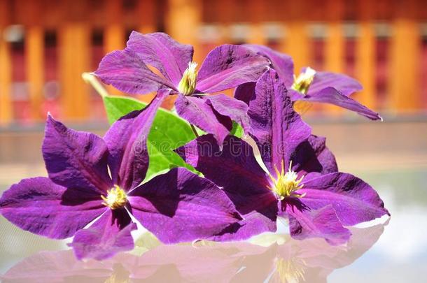 一束紫色的花。
